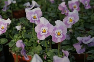 bloemenpracht: perk planten als primula's en violen